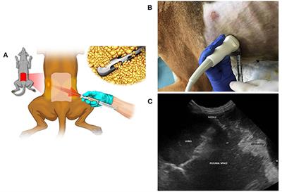 Case Report: Microfragmented Adipose Tissue Drug Delivery in Canine Mesothelioma: A Case Report on Safety, Feasibility, and Clinical Findings